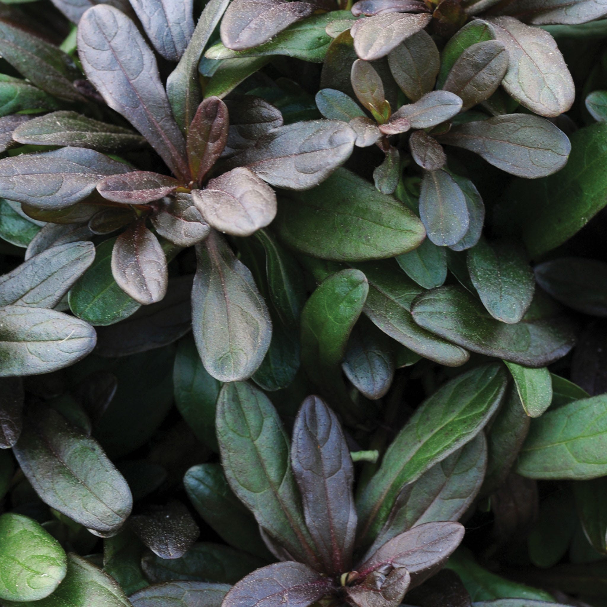 Chocolate Chip Ajuga Plant