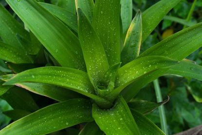 Dracaena Plant Covered In Water Droplets