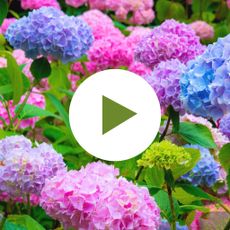 Hydrangea Plant with Pink, Purple and Blue Flowers