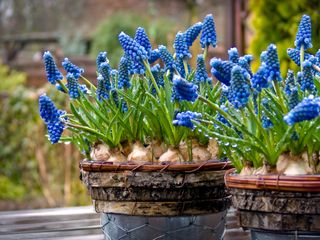 Hyacinths in pot