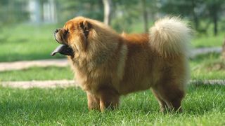 Chow chow dog