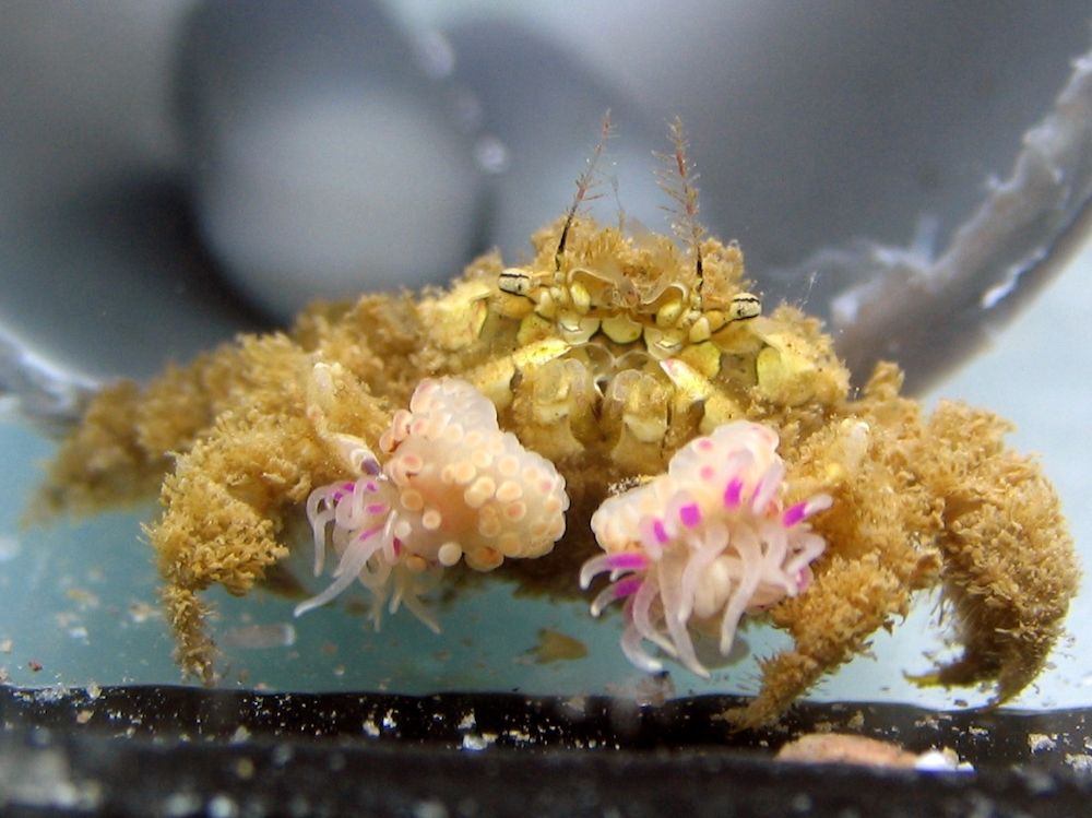 a boxer crab with sea anemones