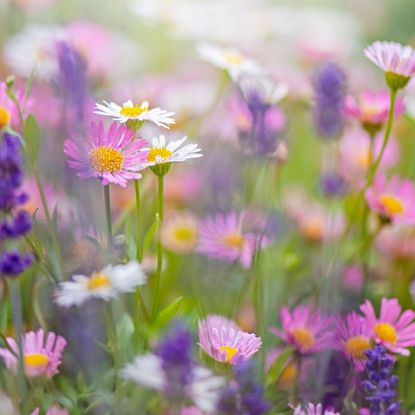 Mexican fleabane and purple salvia in cottage garden border