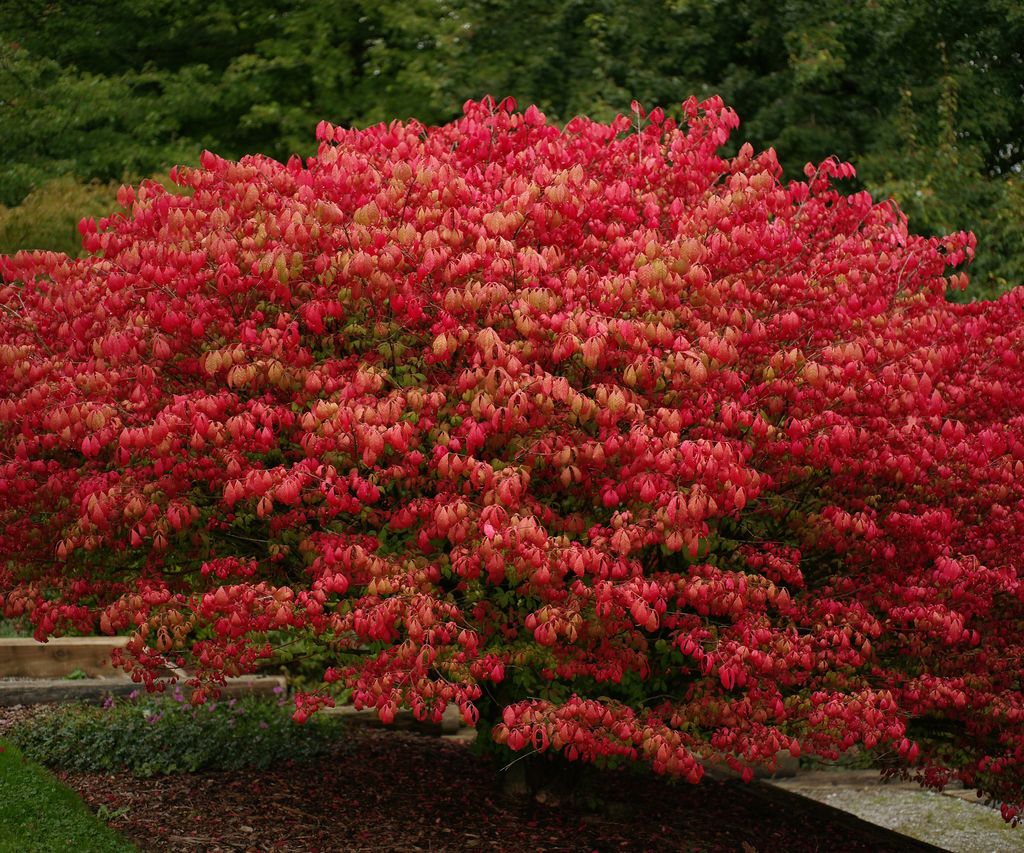 When to prune burning bush - know the right time to trim | Homes & Gardens