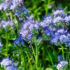 Purple tansy or lacy phacelia cover crop
