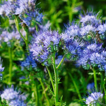 Purple tansy or lacy phacelia cover crop