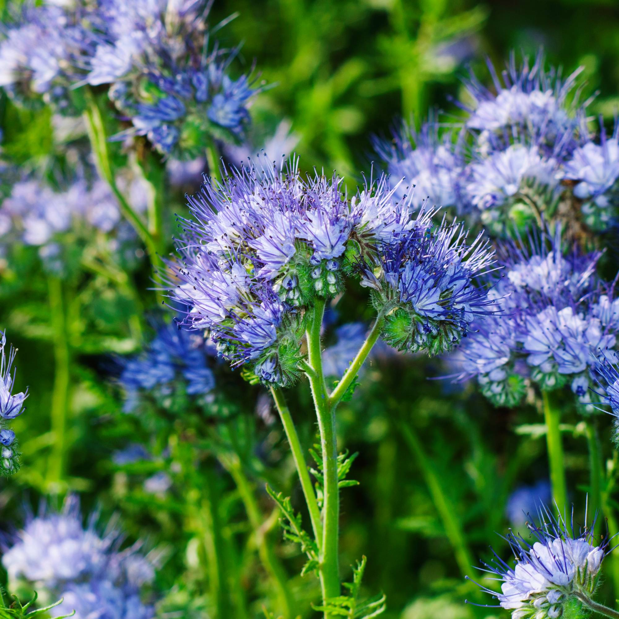 Purple tansy or lacy phacelia cover crop