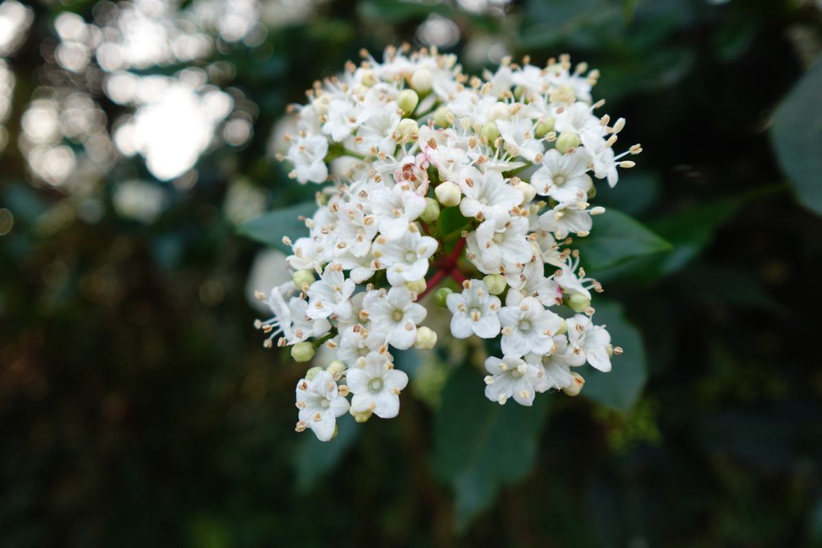 A photo of some flowers taken on a Sony ZV-1F vlogging camera
