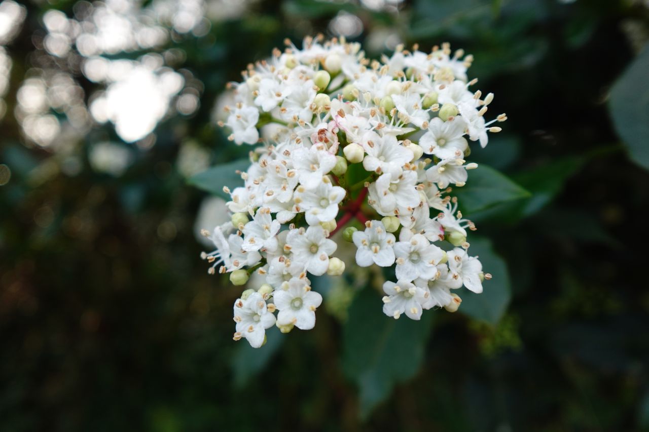 A photo of some flowers taken on a Sony ZV-1F vlogging camera