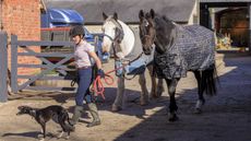 Turnout_leading-from_yard_to_paddock_4R2A6826.jpg
