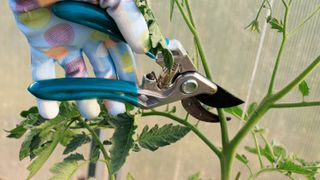 Pruning a tomato plant with pruning shears