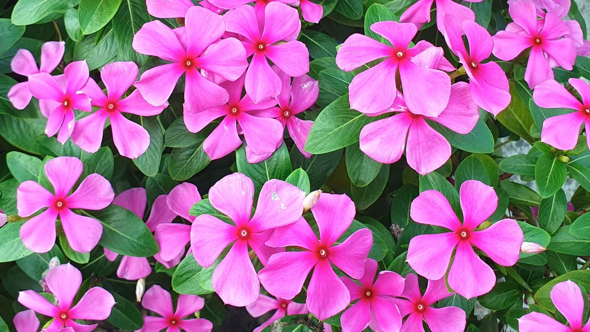 These 6 Gorgeous Trailing Container Plants are Heat Tolerant So They Won’t Fail – Even in Hanging Baskets