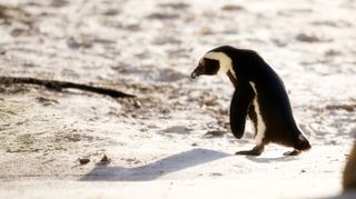 Image of a penguin.