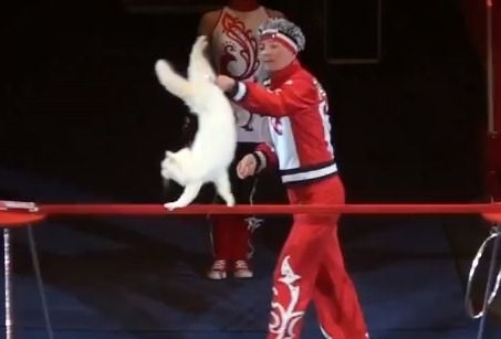 A cat doing a handstand at the Moscow Cat Theater