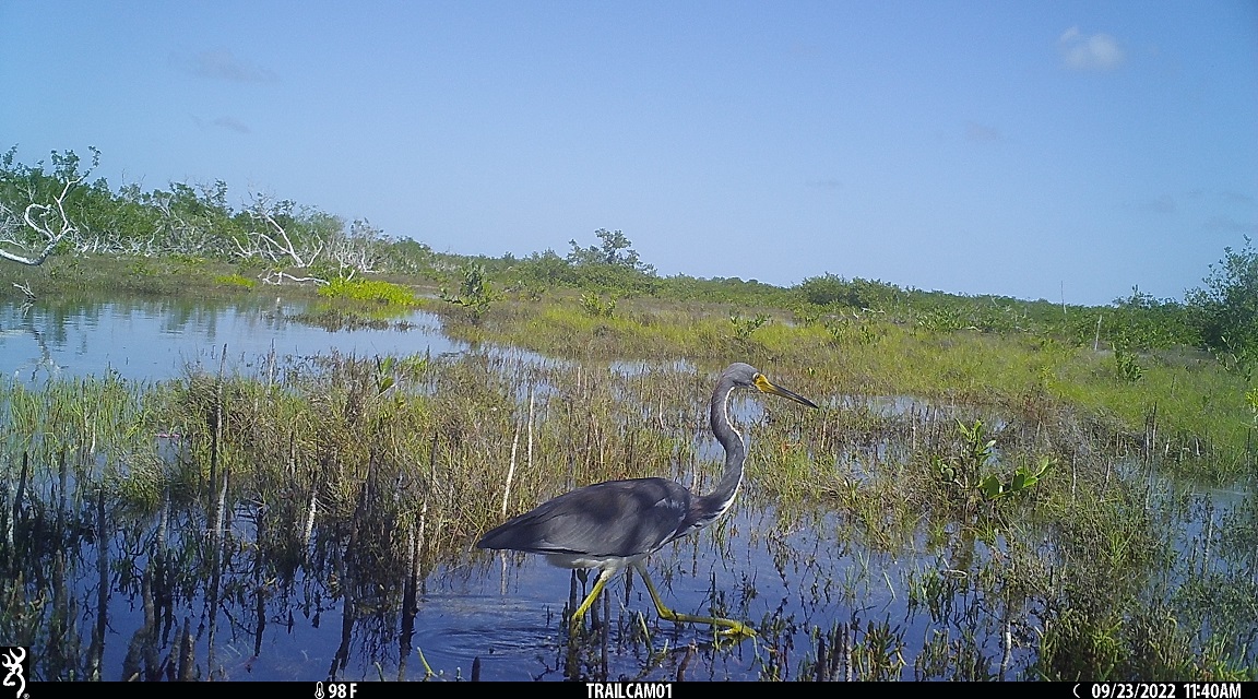 Heron in wild.