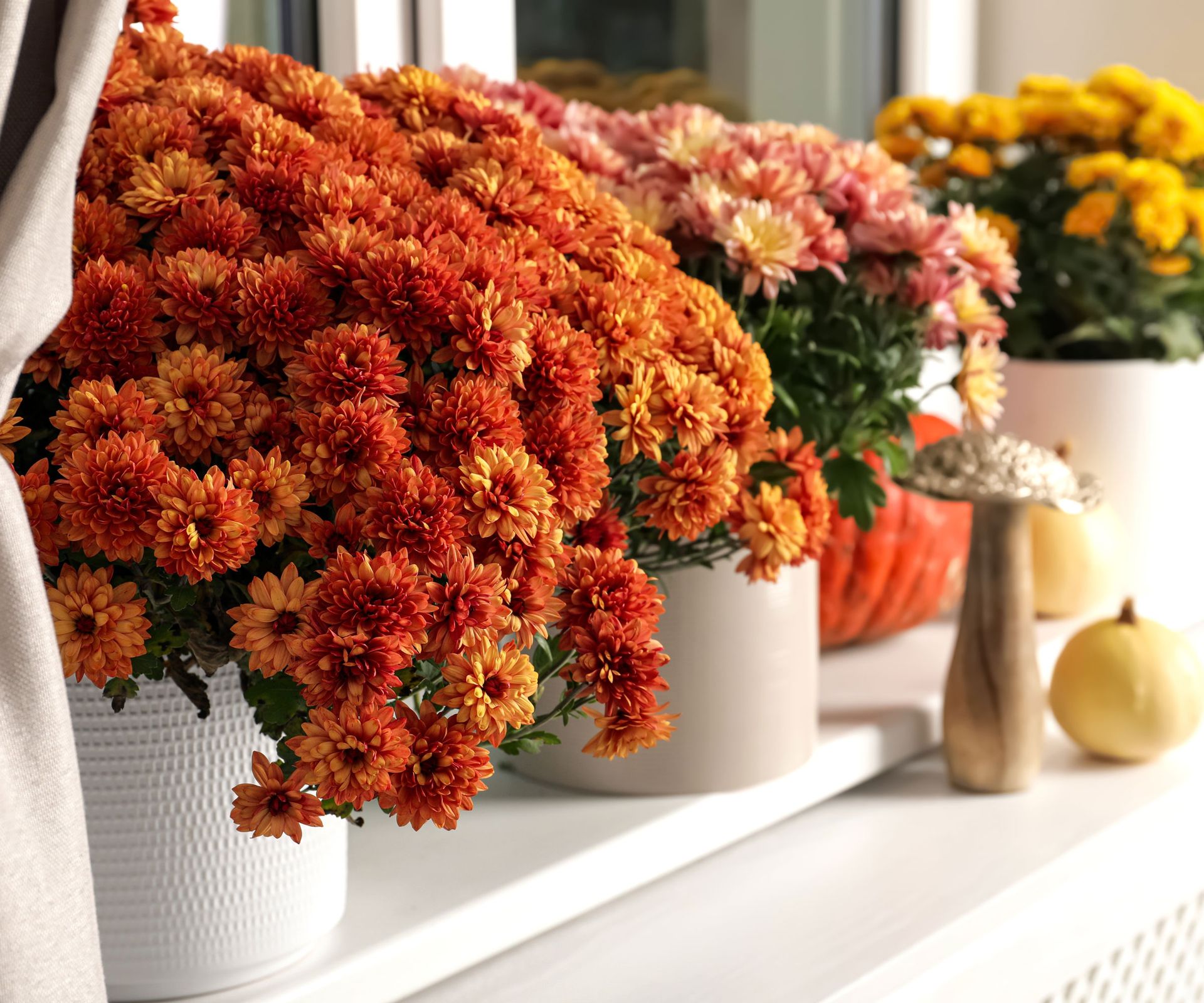 chrysanthemums in full bloom on windowsill