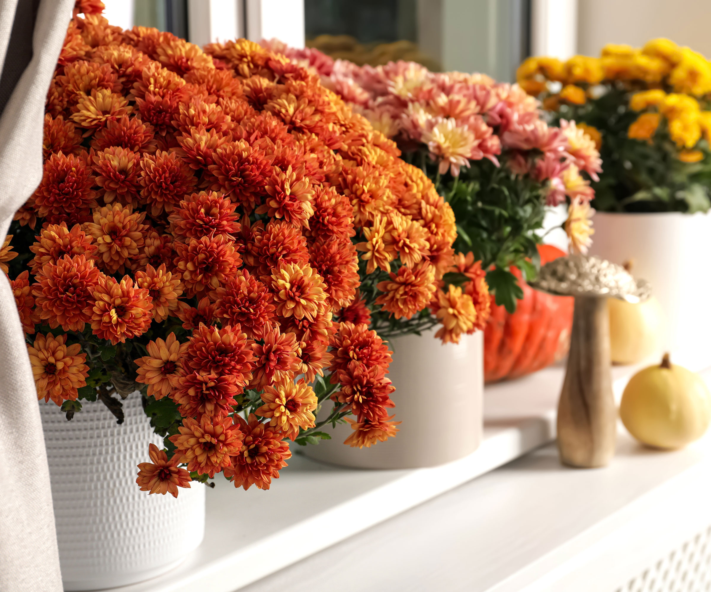chrysanthemums in full bloom on windowsill