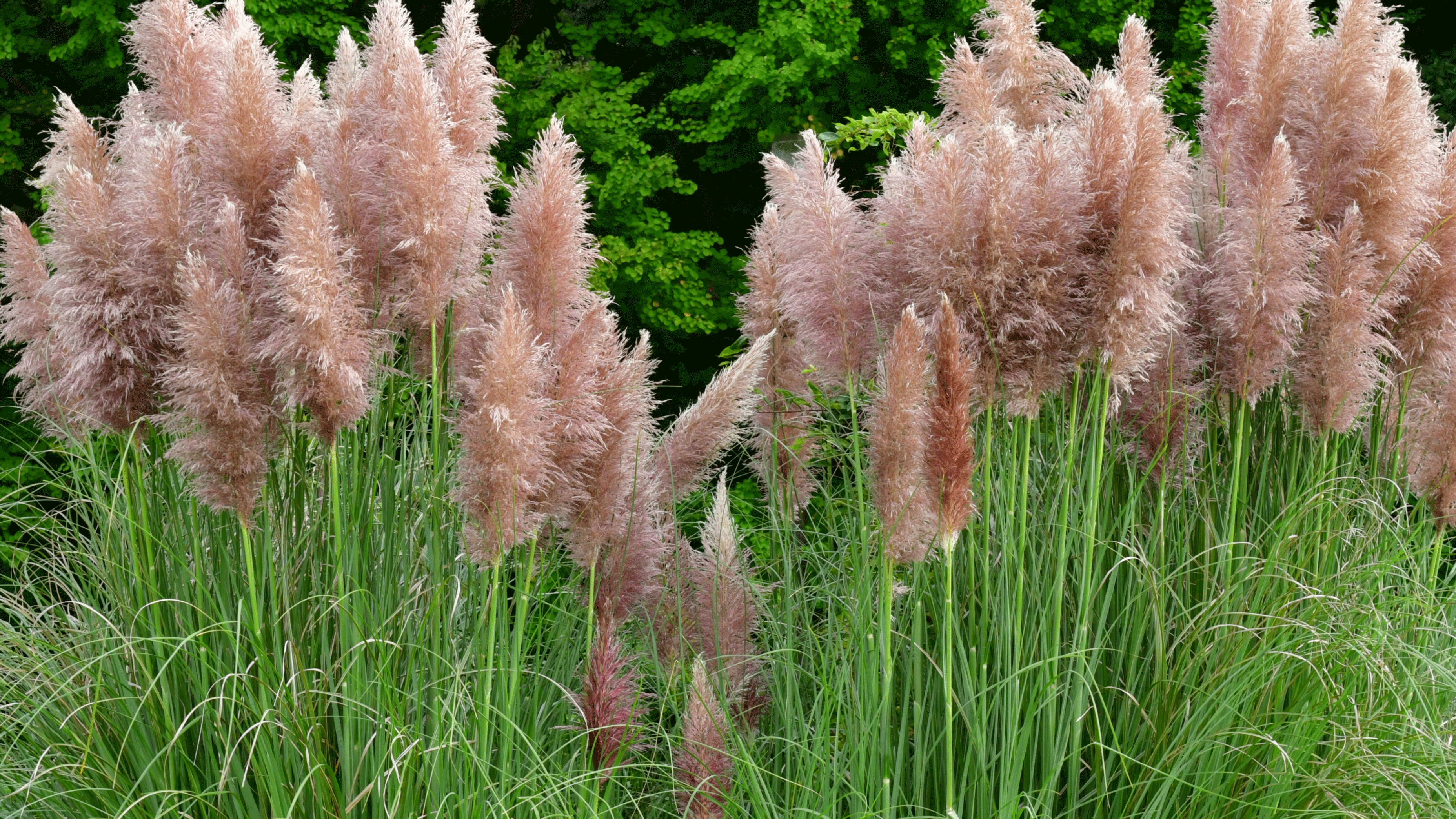 pampas grass thefts