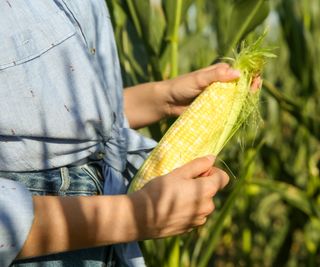 Woman holds ear of corn and shows kernels