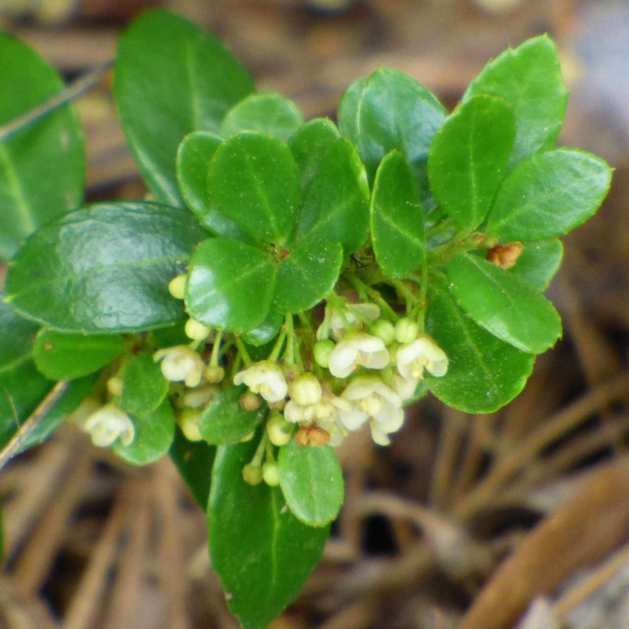 Close Up Of Boxwood Plant