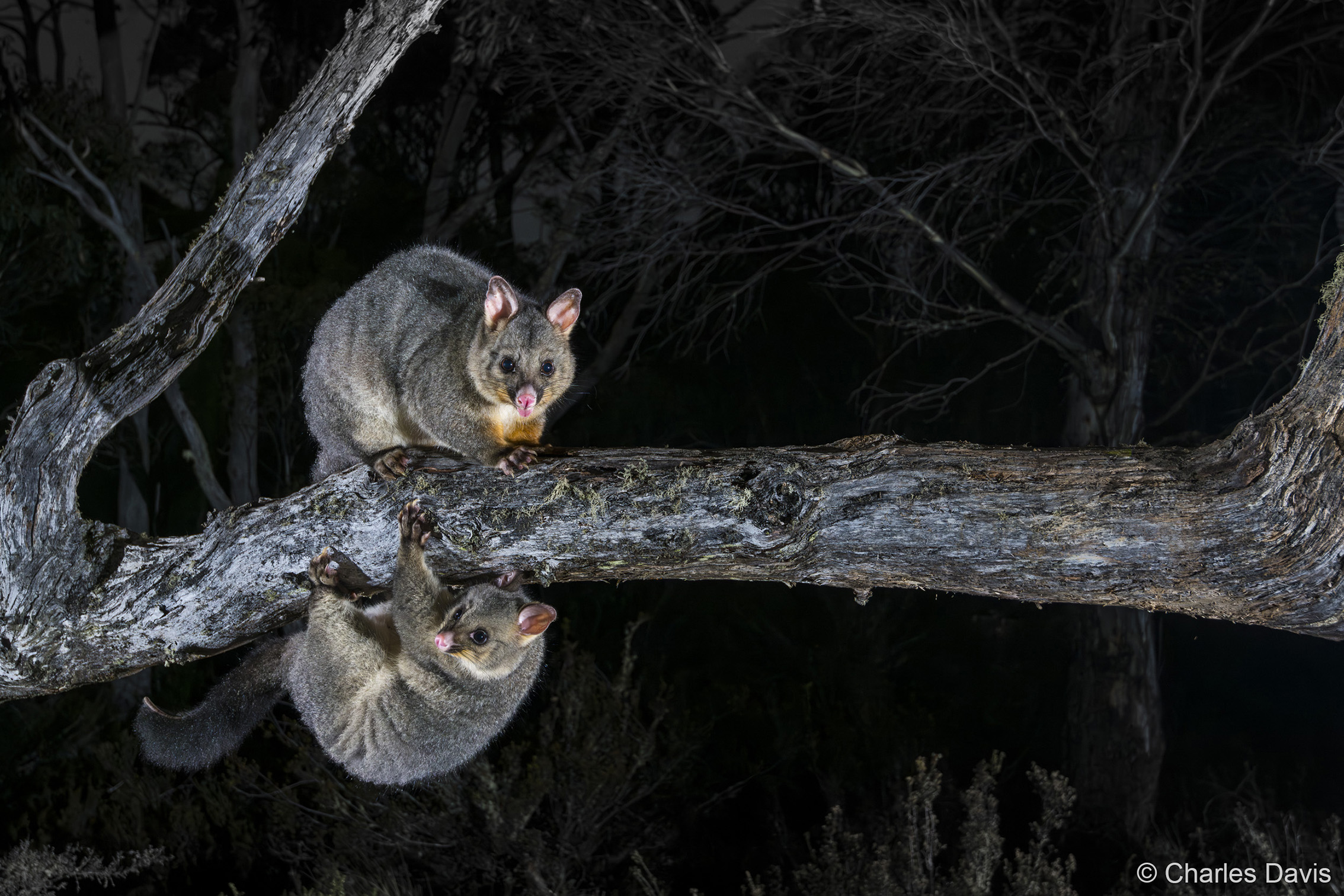 Two brush-tailed possums play on a tree branch at night, illuminated against a dark forest background