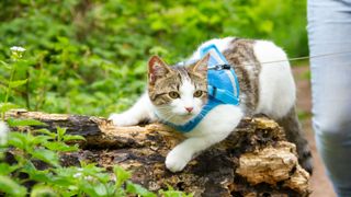 Cat walking with cat harness on