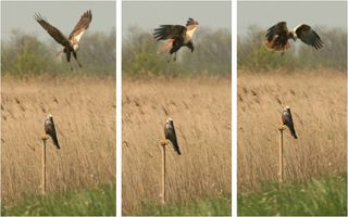 A marsh harrier and a decoy bird.