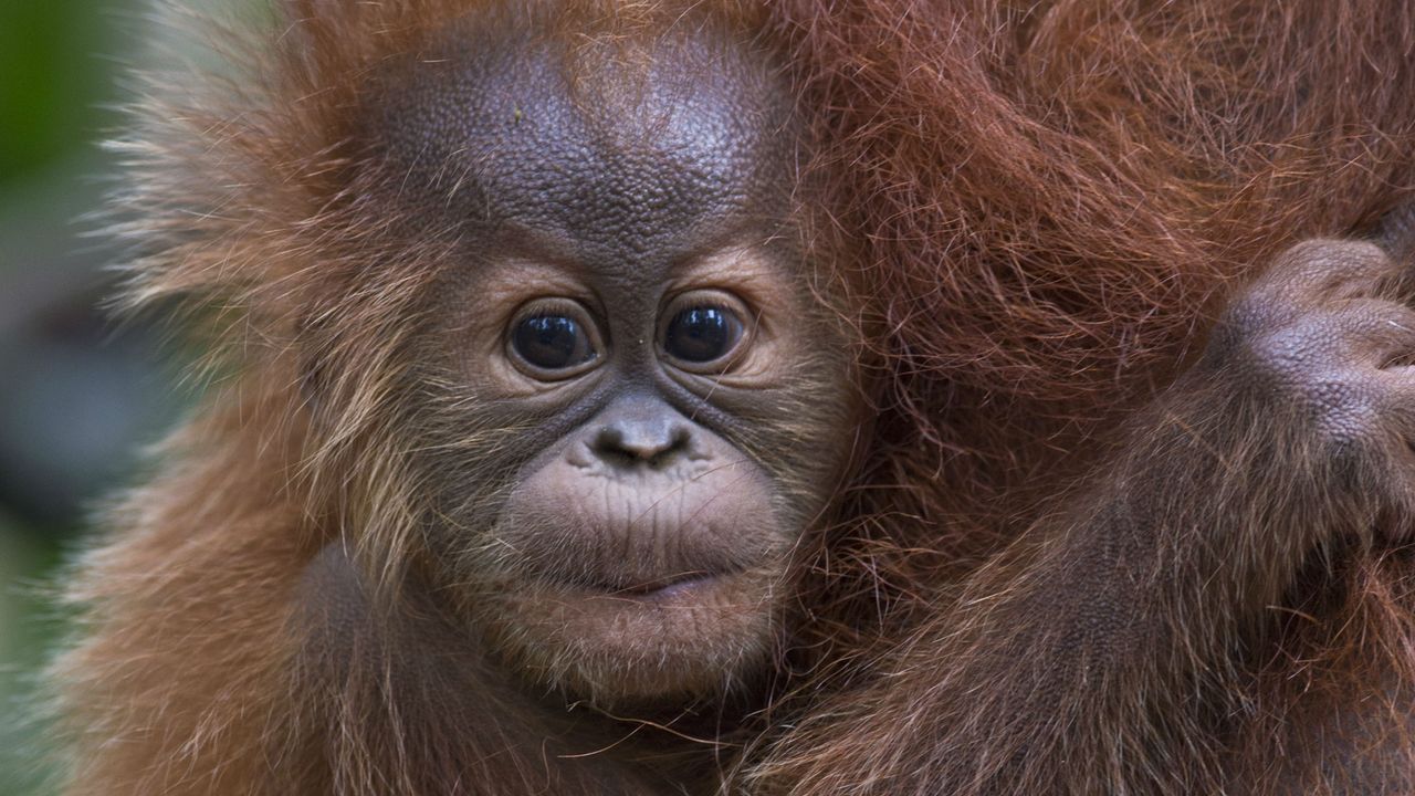 Orangutan