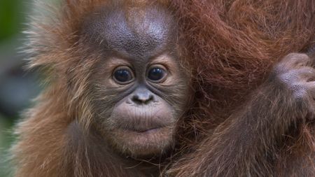 Orangutan