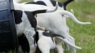 American foxhounds eating out of bucket