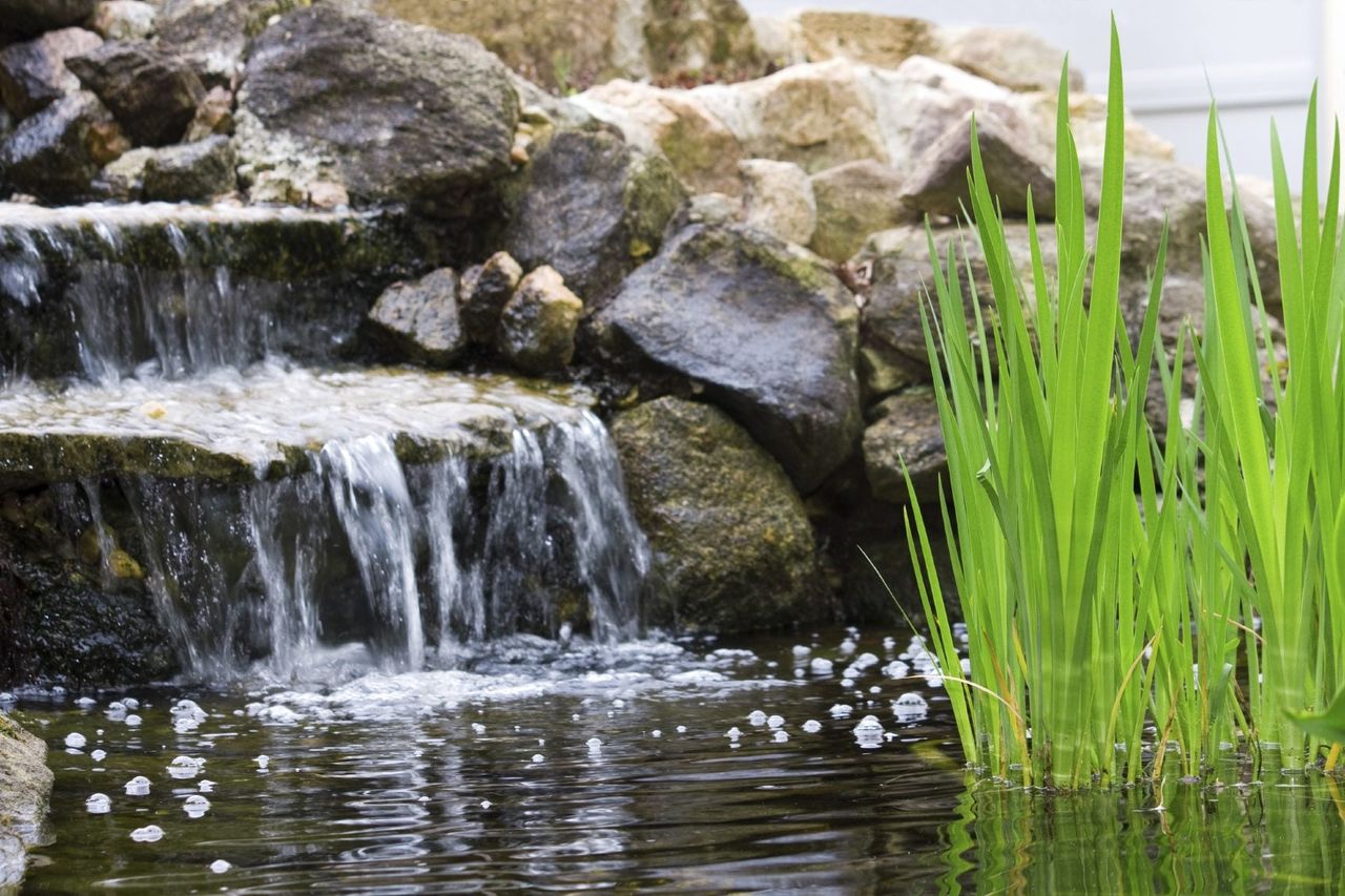 Tall Green Plants In A Pond With A Waterfall