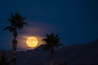 The supermoon, the biggest full moon of 2018, shines between two palm trees as it rises over Las Vegas, Nevada in this image by photographer Tyler Leavitt taken on Jan. 1, 2018.