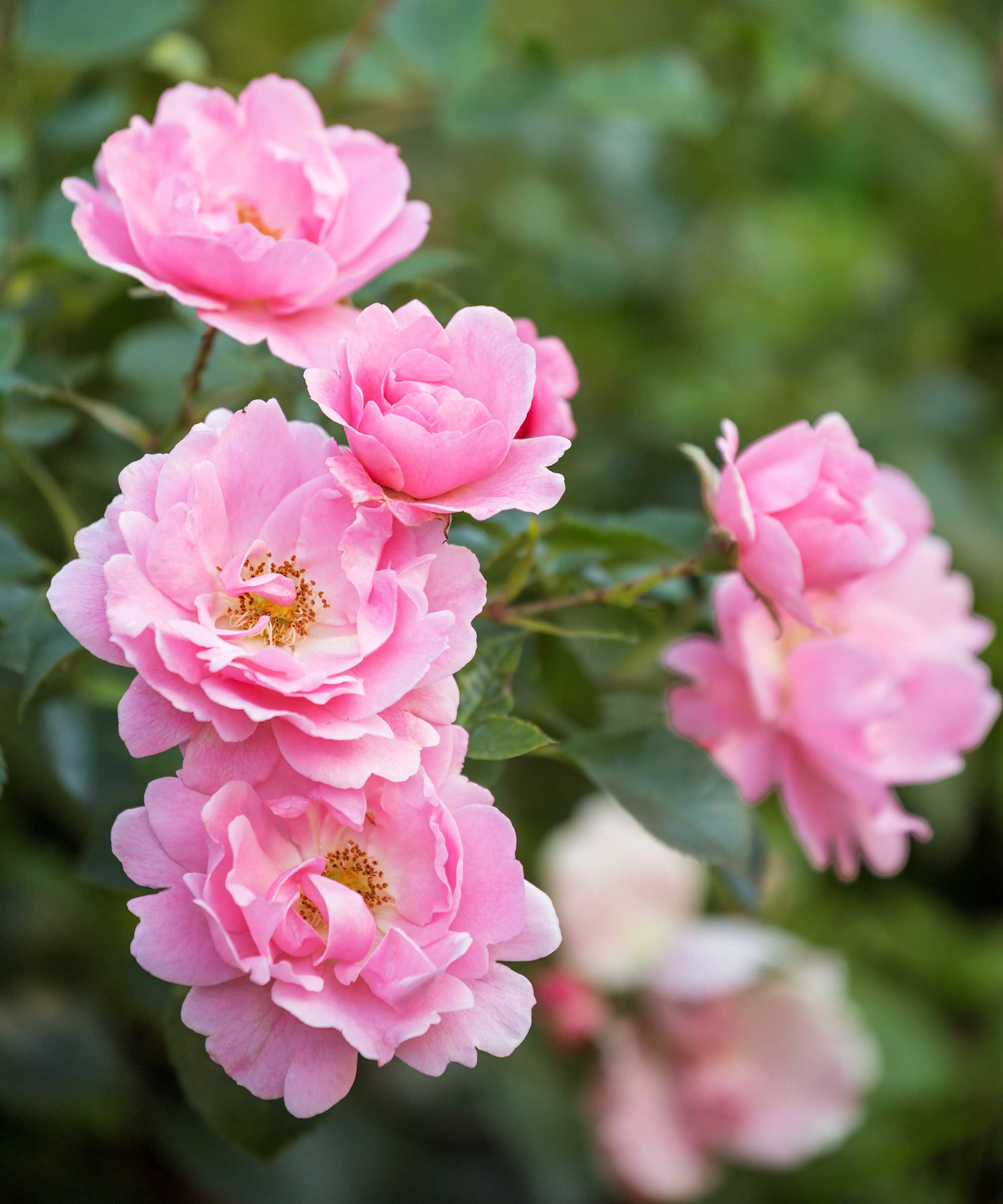 pink roses in bloom