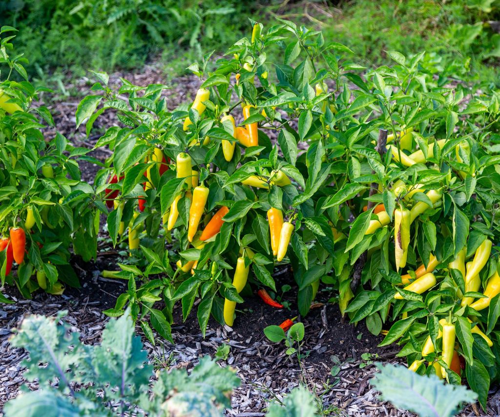 When to harvest banana peppers: 5 expert tips | Homes & Gardens