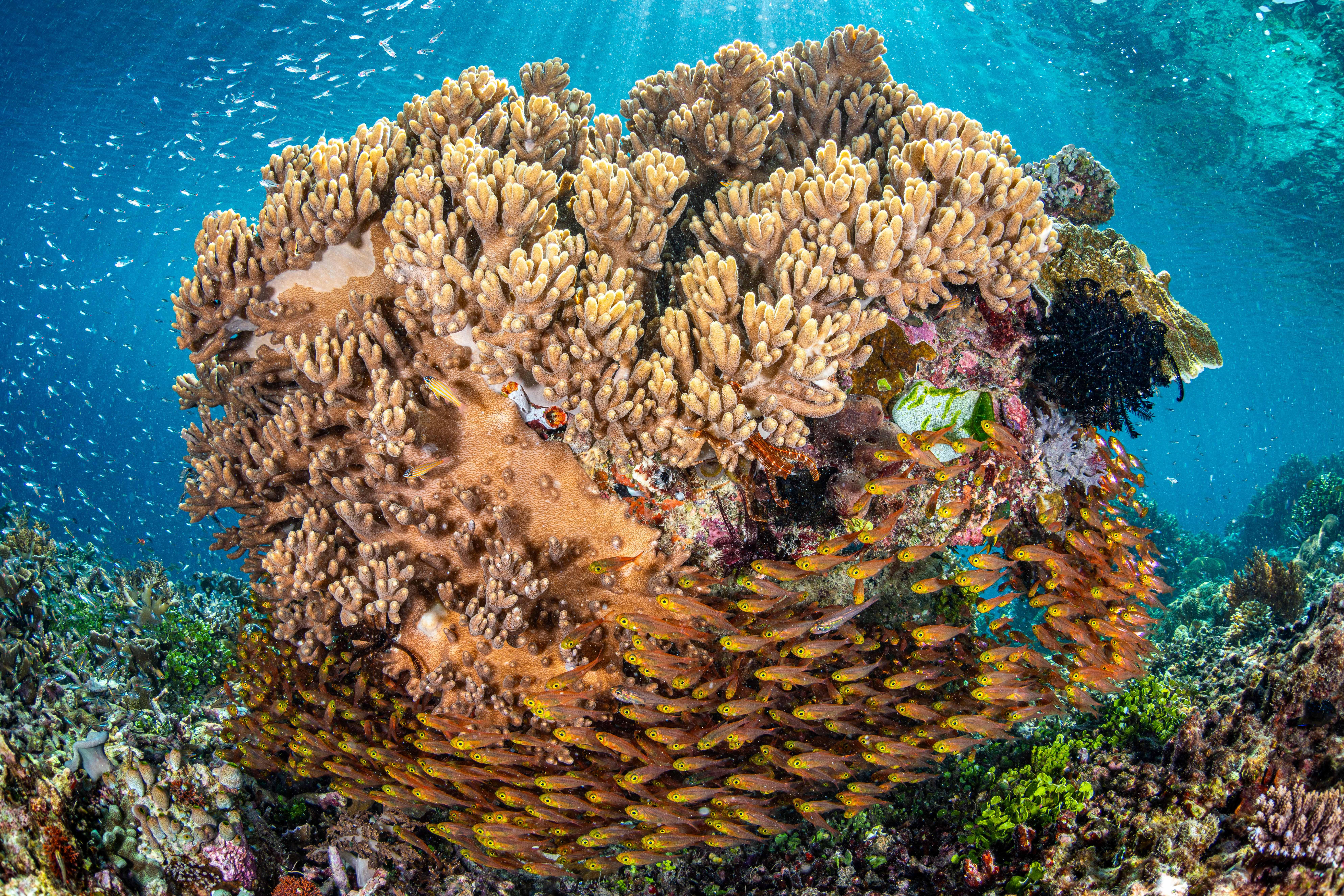 A brightly colored school of fish surrounds a piece of coral