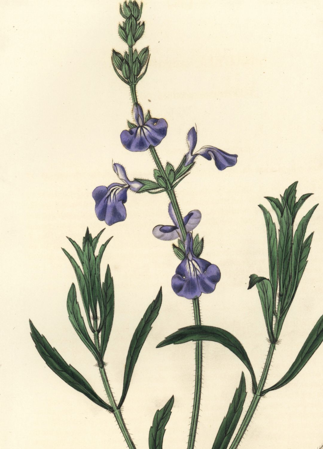 Sage