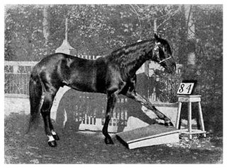 "Clever Hans" in action, tapping with his hoof: 8 – 4 = 4, 8 + 4 = 12, 8 / 4 = 2, and 8 x 4 = 32.