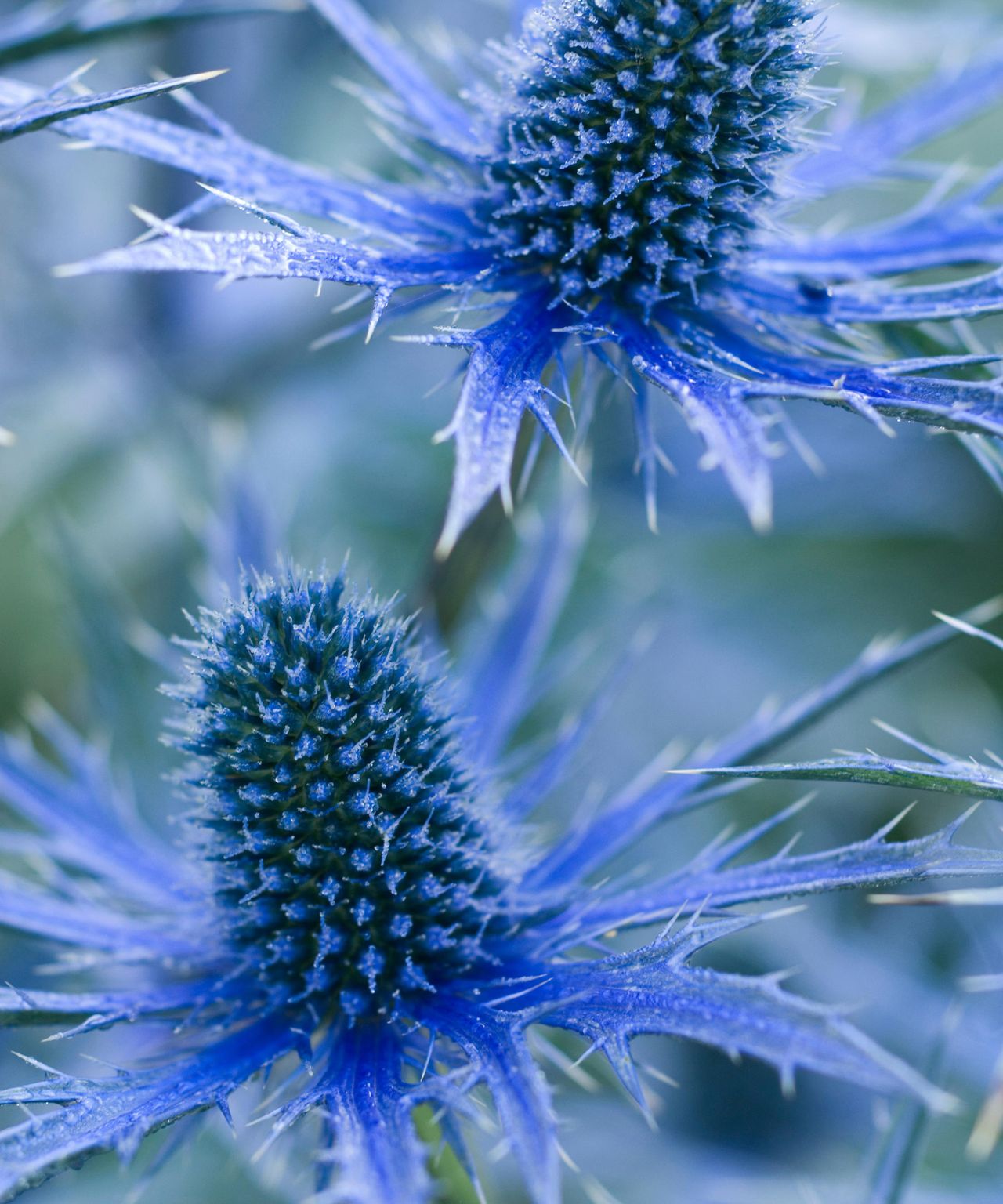 Sea holly varieties: 16 types of eryngium to grow yourself | Gardeningetc