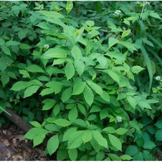 Spice Bush Seedlings for Planting - Lindera Benzoin (2 Seedlings)