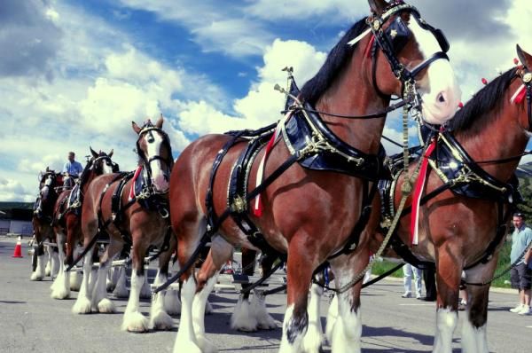 The Budweiser clydesdales were on hand to lead out the parade.