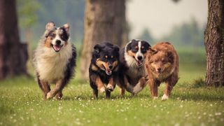 4 Australian shepherd dogs in different colors