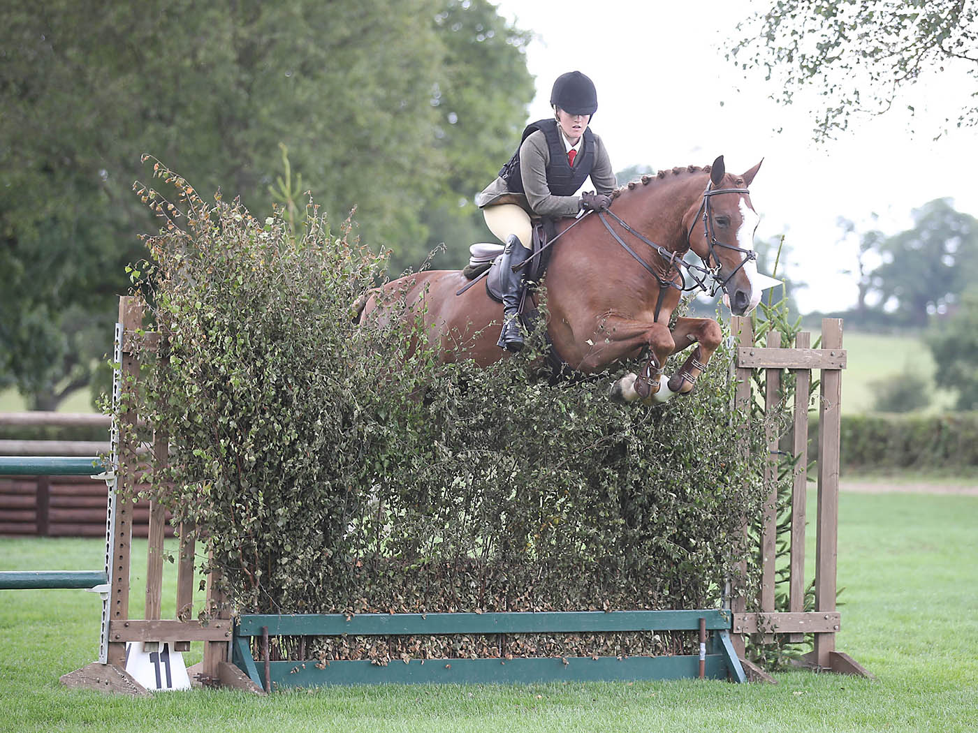 A large chestnut pony jumps confidently through Hickstead's famous bullfinch hedge jump.
