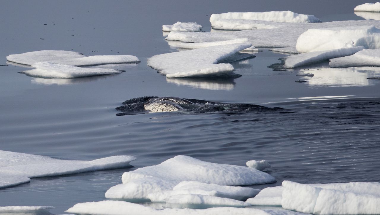 Narwhals.