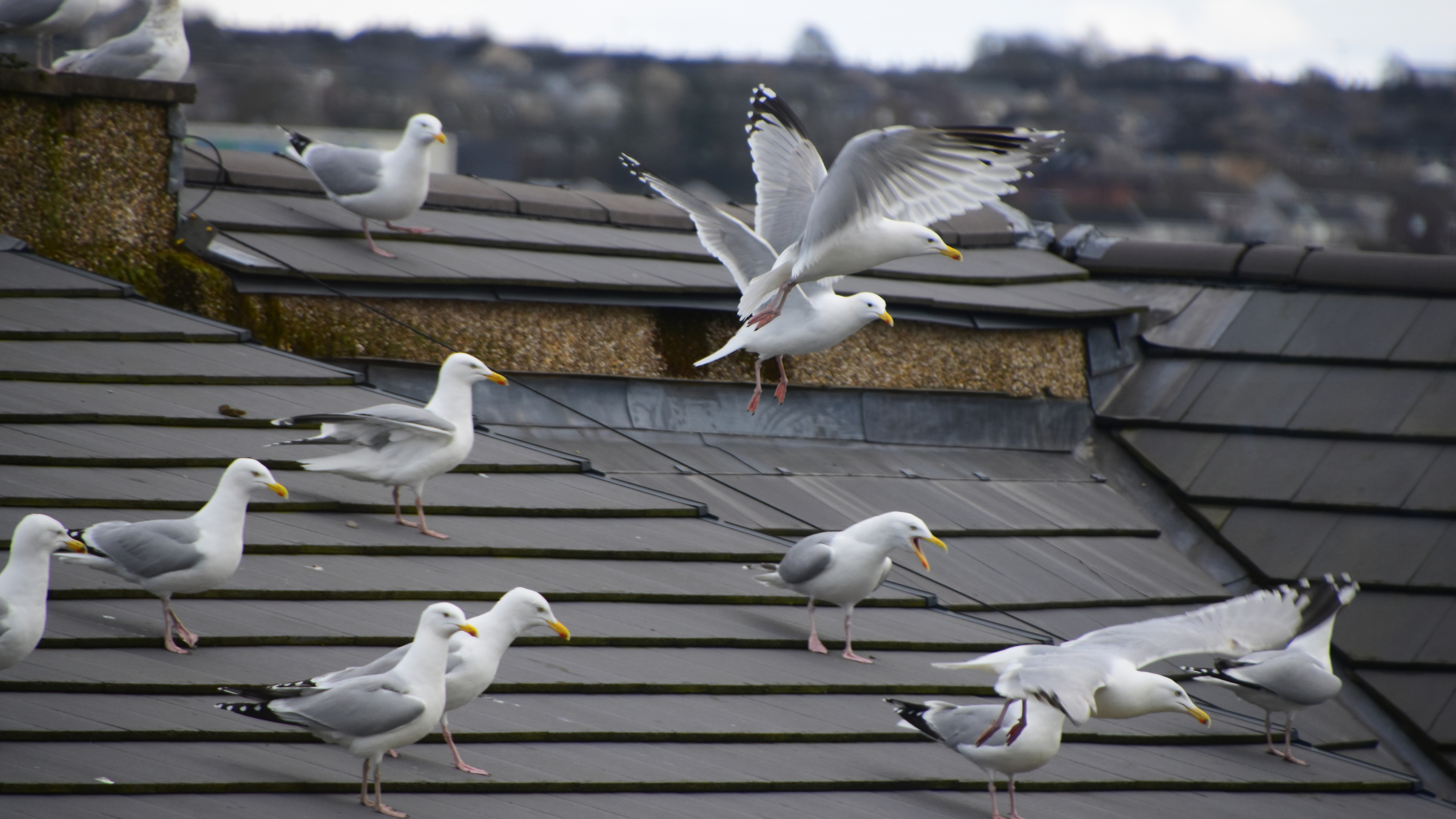 Seagulls on a roof.