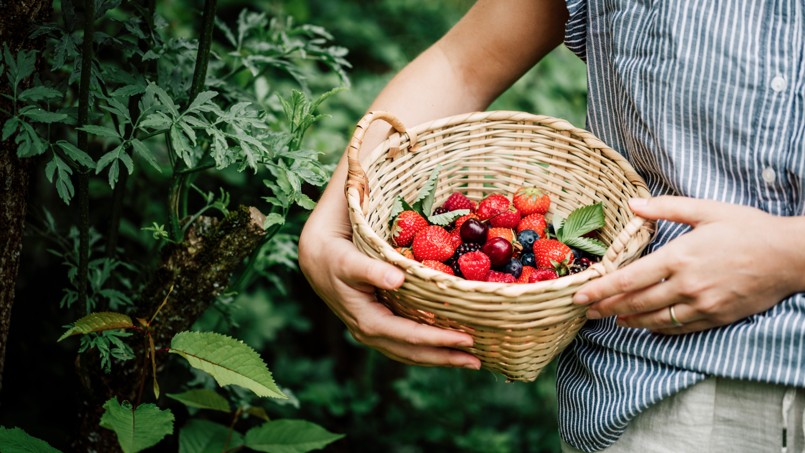 Woman harvesting berries with a basket