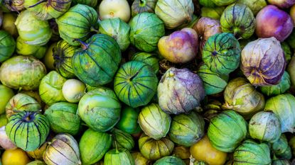 Tomatillos at harvest from vegetables to plant in February
