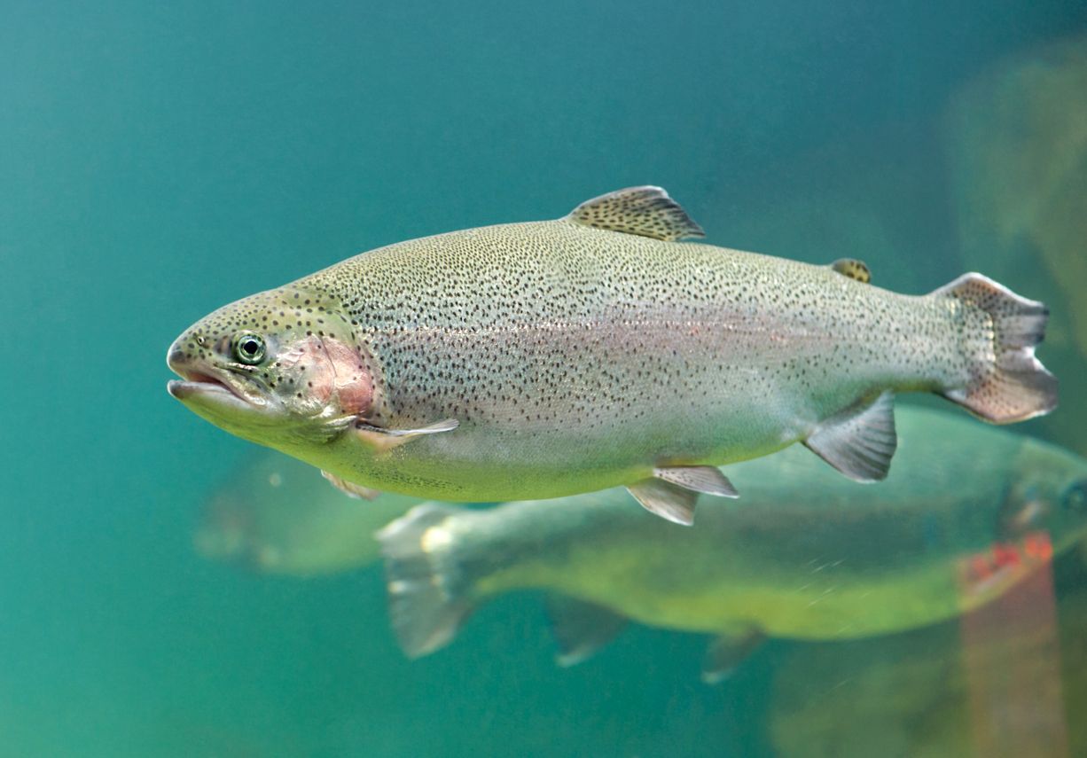 Rainbow trout.