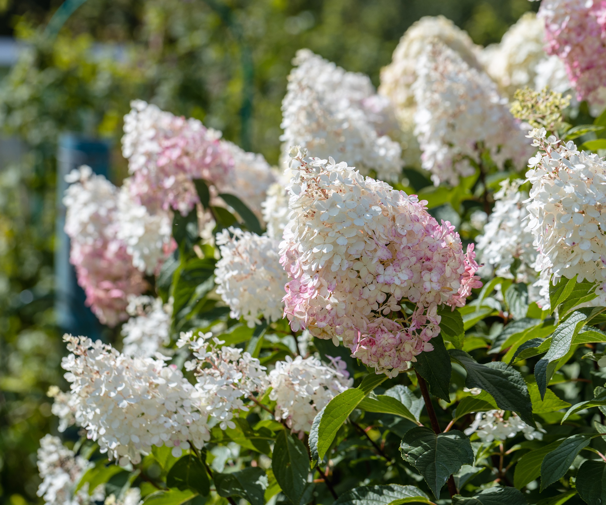 hydrangea paniculata sort limelight hydrangea