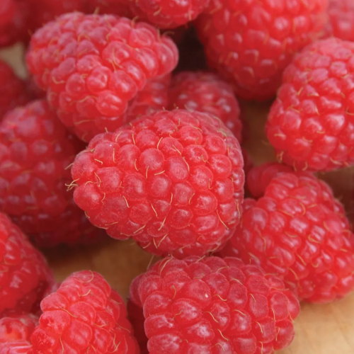 Crimson Giant PPAF Raspberry Plant