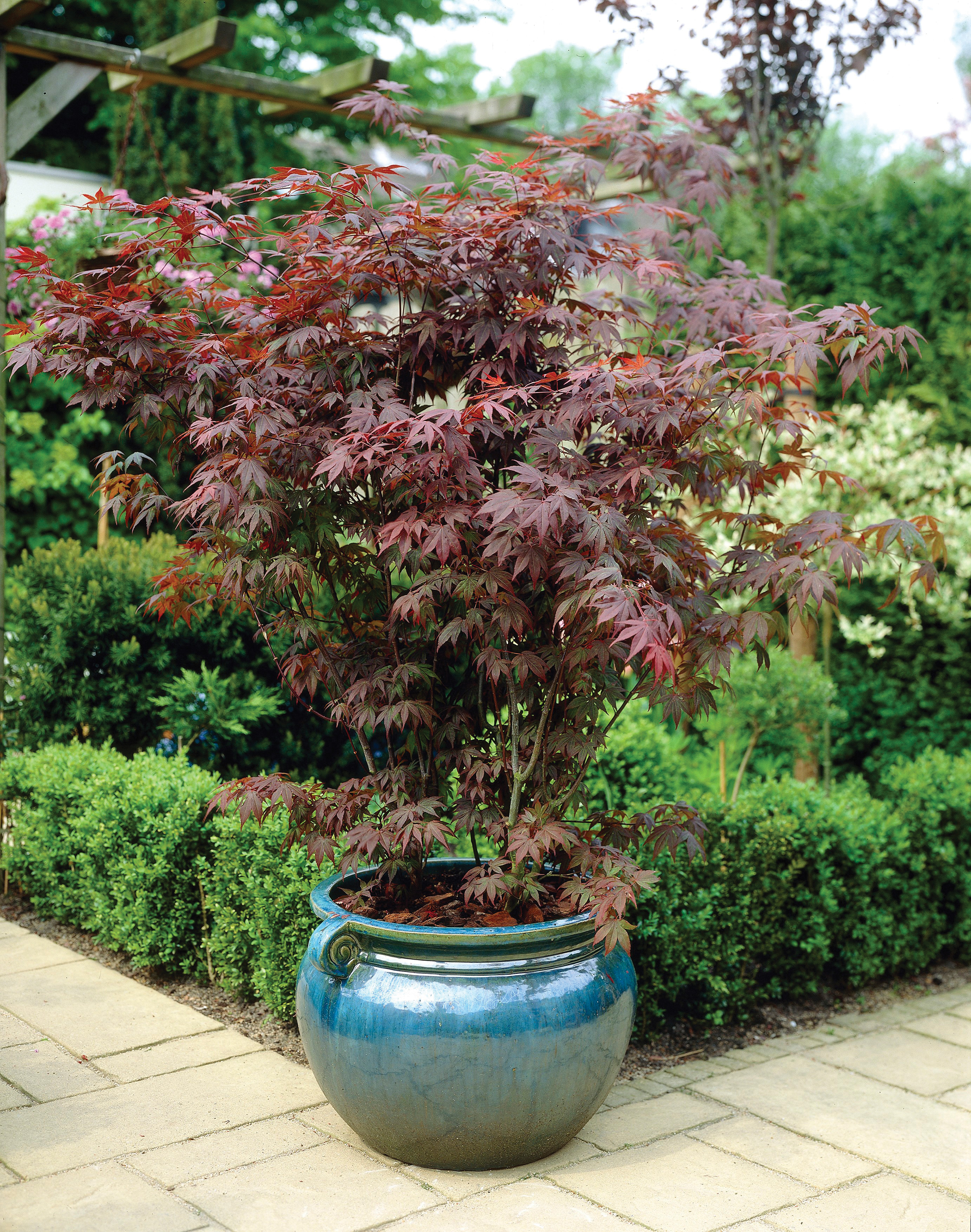 small garden trees: Acer Palmatum